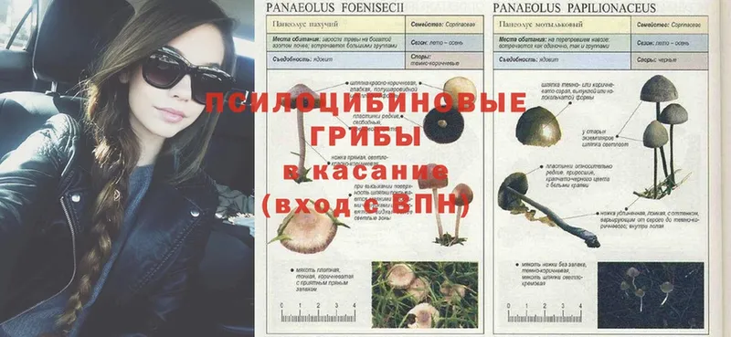 площадка наркотические препараты  Каменка  Галлюциногенные грибы MAGIC MUSHROOMS 